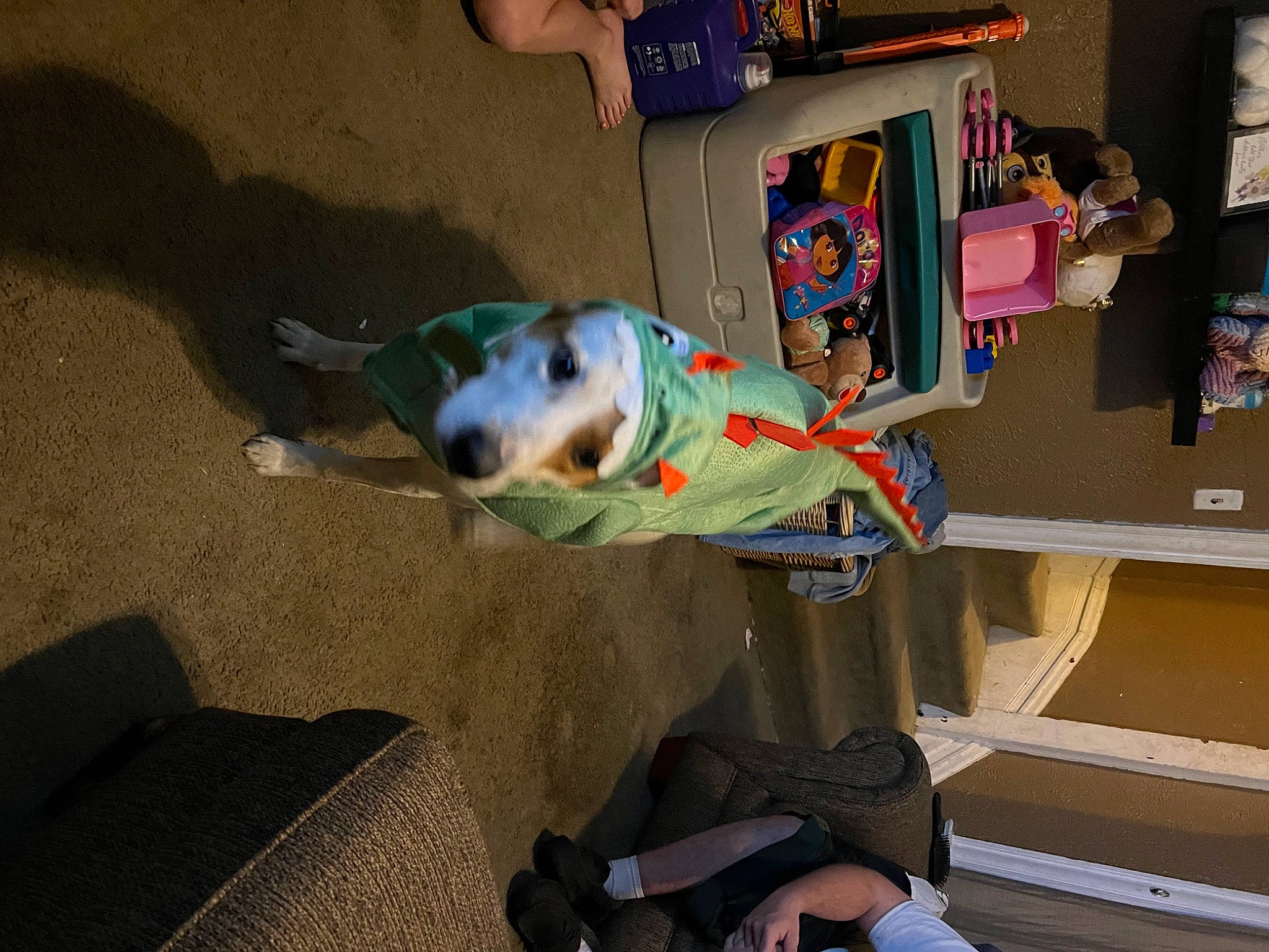 Roscoe is registered to the contest to win money with this photo: carnivore, comfort, companion_dog, dog, dog_breed, dog_supply, flooring, fun, hardwood, room, shelf, shelving, sporting_group