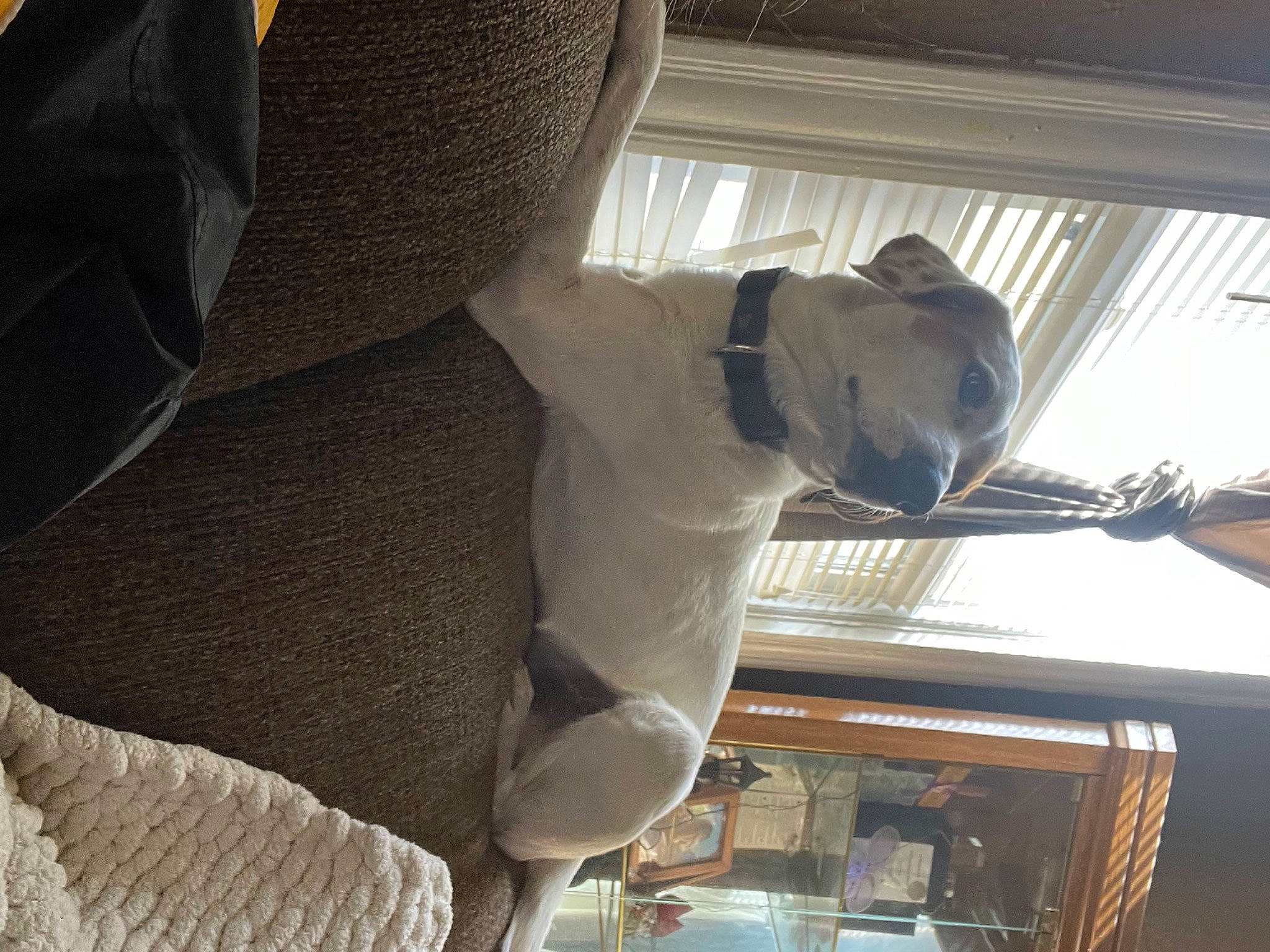Roscoe is registered to the contest to win money with this photo: auto_part, car_seat, car_seat_cover, carnivore, ceiling, comfort, daylighting, dog, elbow, glass, head_restraint, room, tree, vehicle_door, window, wood
