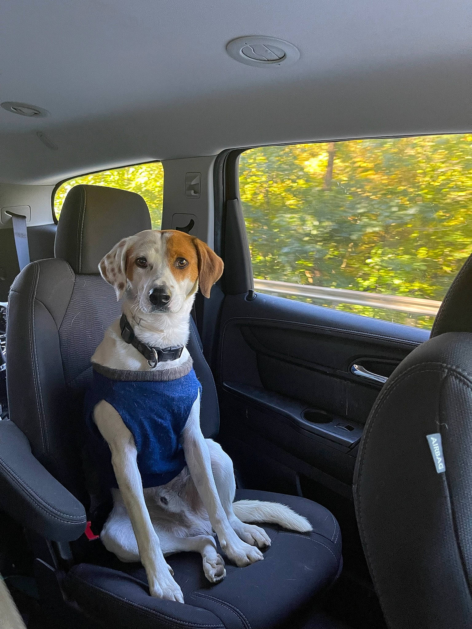 Roscoe is registered to the contest to win money with this photo: auto_part, automotive_exterior, car, car_seat, car_seat_cover, carnivore, comfort, companion_dog, dog, dog_breed, fawn, head_restraint, mammal, mode_of_transport, motor_vehicle, seat_belt, trunk, vehicle, vehicle_door, window