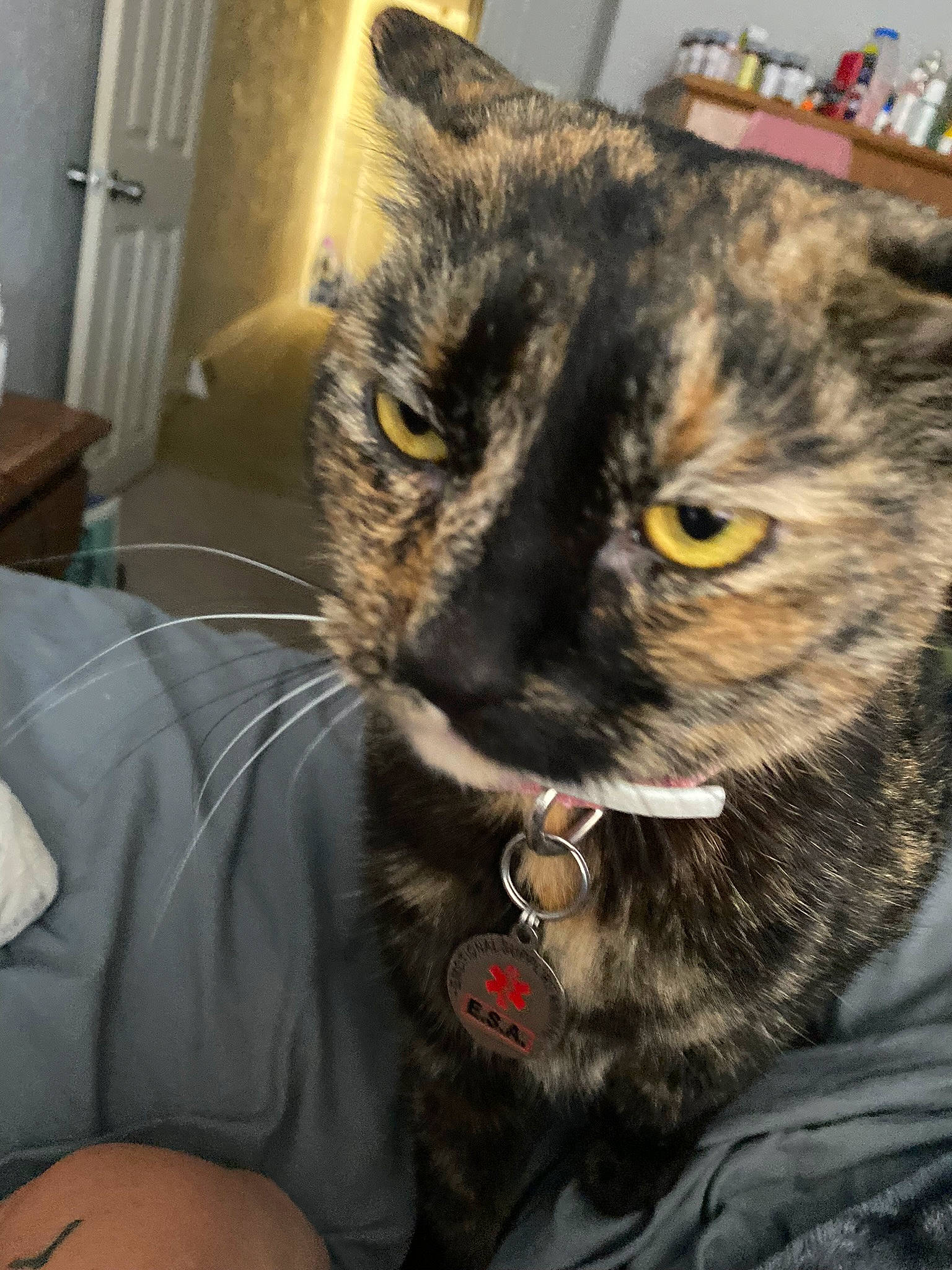 Maple is registered to the contest to win money with this photo: carnivore, cat, claw, collar, comfort, domestic_short_haired_cat, door, ear, eyewear, felidae, fur, paw, plant, small_to_medium_sized_cats, tree, whiskers, window