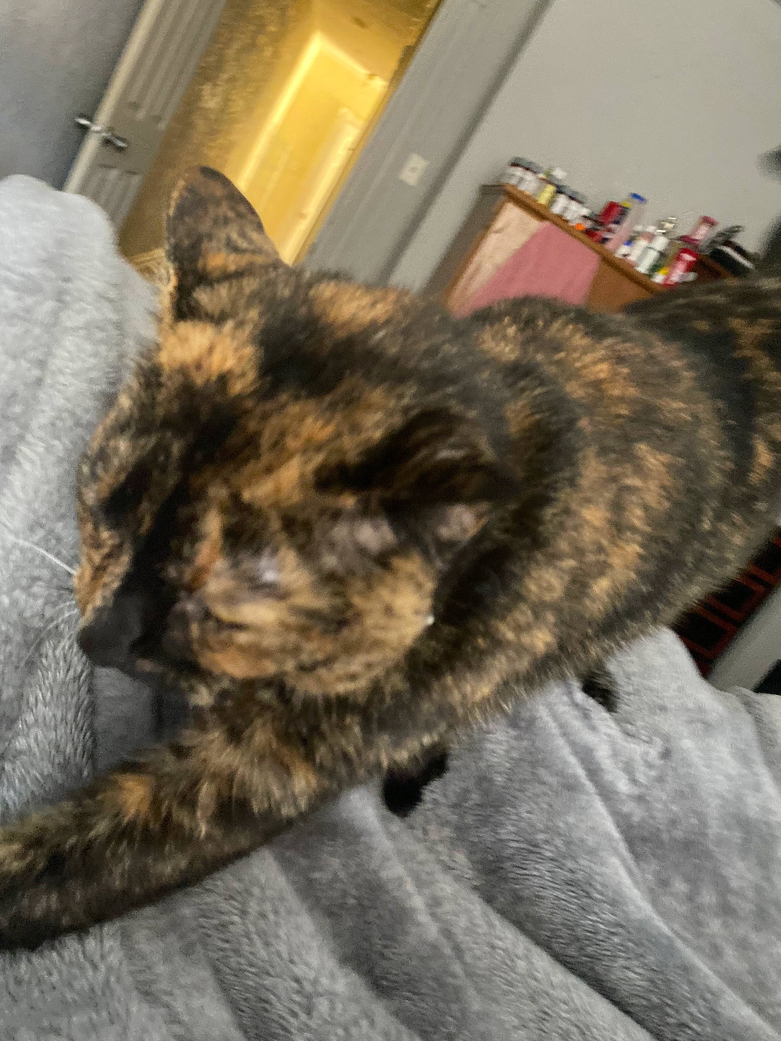 Maple is registered to the contest to win money with this photo: carnivore, cat, claw, comfort, domestic_short_haired_cat, felidae, flooring, fur, grey, paw, picture_frame, small_to_medium_sized_cats, snout, tail, terrestrial_animal, whiskers