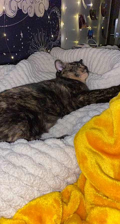 Maple joined the competition — help win amazing prizes! brown, carnivore, cat, comfort, couch, dog_breed, domestic_short_haired_cat, felidae, fur, grey, lap, linens, living_room, mammal, room, small_to_medium_sized_cats, tail, textile, whiskers, wood