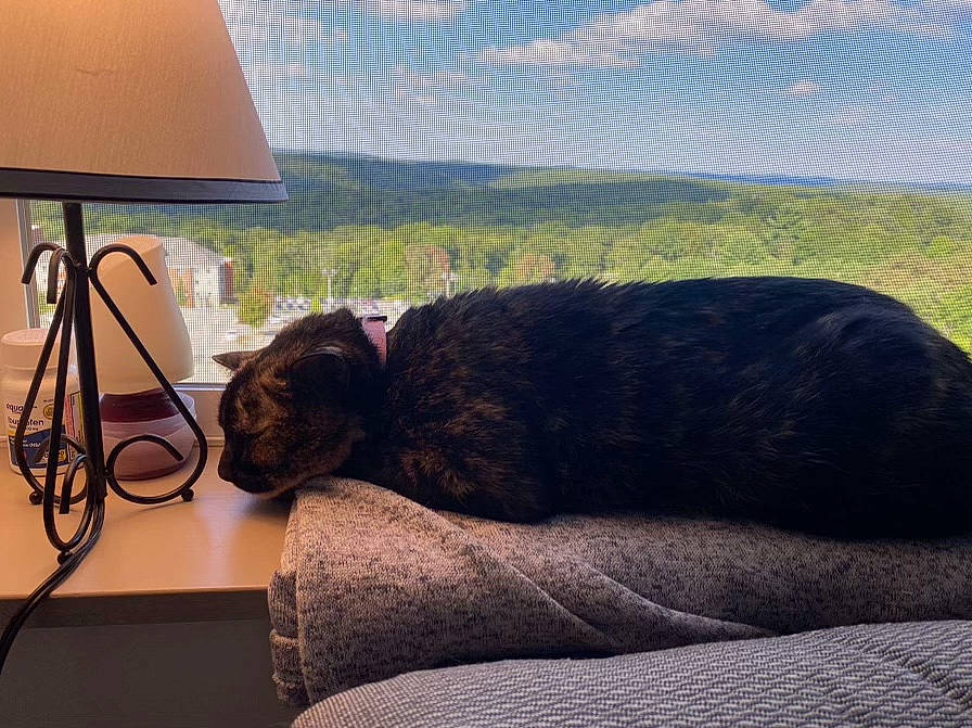 Maple joined the competition — help win amazing prizes! carnivore, cat, cloud, comfort, companion_dog, felidae, furniture, grass, house, lamp, plant, shade, sky, small_to_medium_sized_cats, table, tail, tints_and_shades, whiskers, window, wood