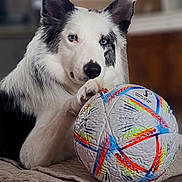 Willow participe au concours pour gagner de l'argent avec cette photo : dog, border_collie, soccer_ball, blanket, indoor, pet, animal, fur, heterochromia, paw, couch, home, cozy, relaxed, playing, toy, white, black, ears, cute