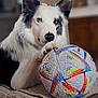 dog, border_collie, soccer_ball, blanket, indoor, pet, animal, fur, heterochromia, paw, couch, home, cozy, relaxed, playing, toy, white, black, ears, cute