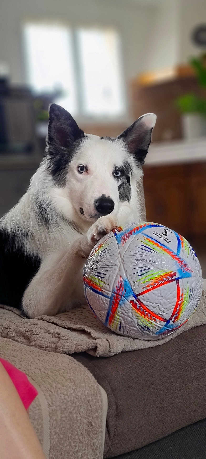Willow participe au concours pour gagner de l'argent avec cette photo : dog, border_collie, soccer_ball, blanket, indoor, pet, animal, fur, heterochromia, paw, couch, home, cozy, relaxed, playing, toy, white, black, ears, cute