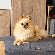 Melba participe au concours pour gagner de l'argent avec cette photo : dog, pomeranian, fluffy, cream_colored, pet, indoor, couch, furniture, wooden_cabinet, animal, cute, small_dog, fur, lying_down, looking_at_camera, domestic, companion, household, living_room, relaxed