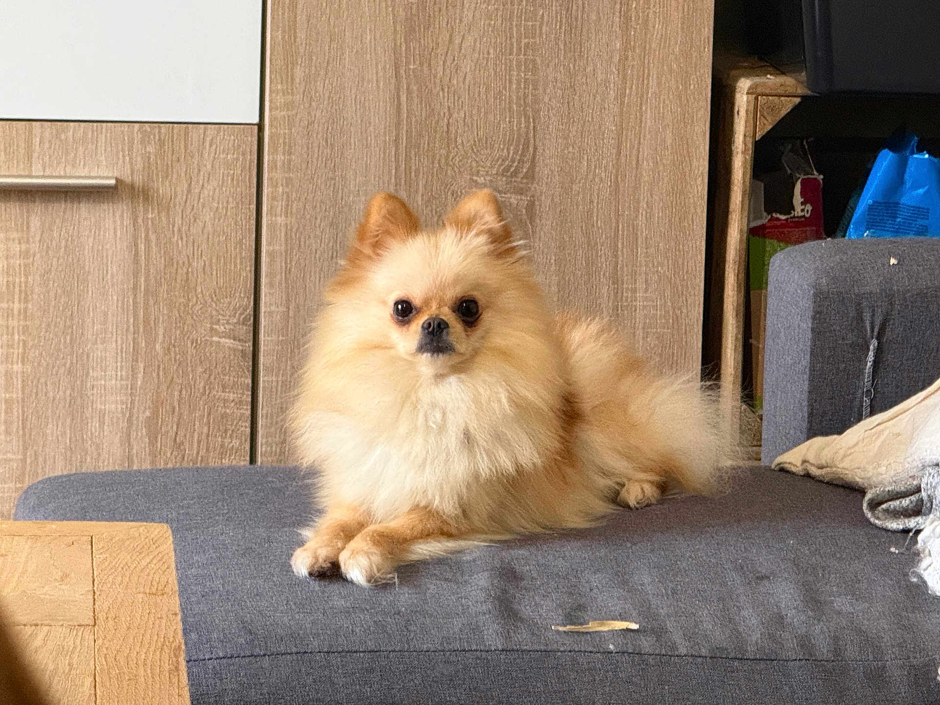 Melba participe au concours pour gagner de l'argent avec cette photo : dog, pomeranian, fluffy, cream_colored, pet, indoor, couch, furniture, wooden_cabinet, animal, cute, small_dog, fur, lying_down, looking_at_camera, domestic, companion, household, living_room, relaxed