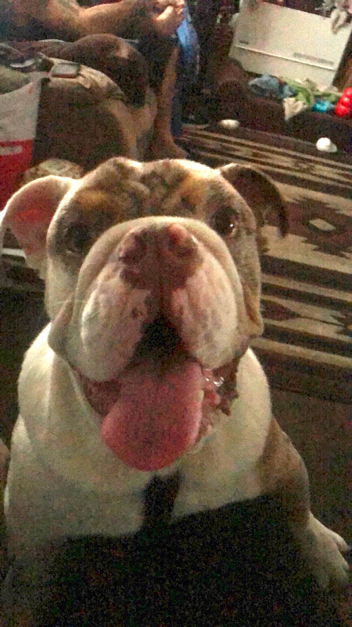 Lukas is registered to the contest to win money with this photo: bulldog, carnivore, companion_dog, dog, dog_breed, dog_collar, fawn, flooring, fur, metal, molosser, selfie, sky, snout, sporting_group, whiskers, window, wood, working_animal, wrinkle