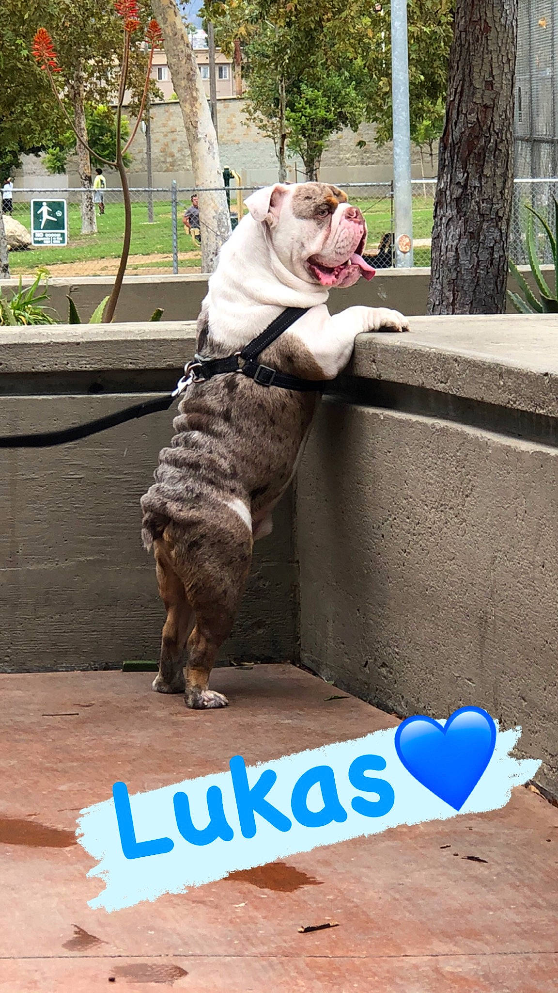 Lukas is registered to the contest to win money with this photo: canidae, carnivore, collar, companion_dog, dog, dog_breed, dog_collar, fawn, grass, leash, mammal, pet_supply, plant, snout, soil, sporting_group, tail, tree, vertebrate, working_animal