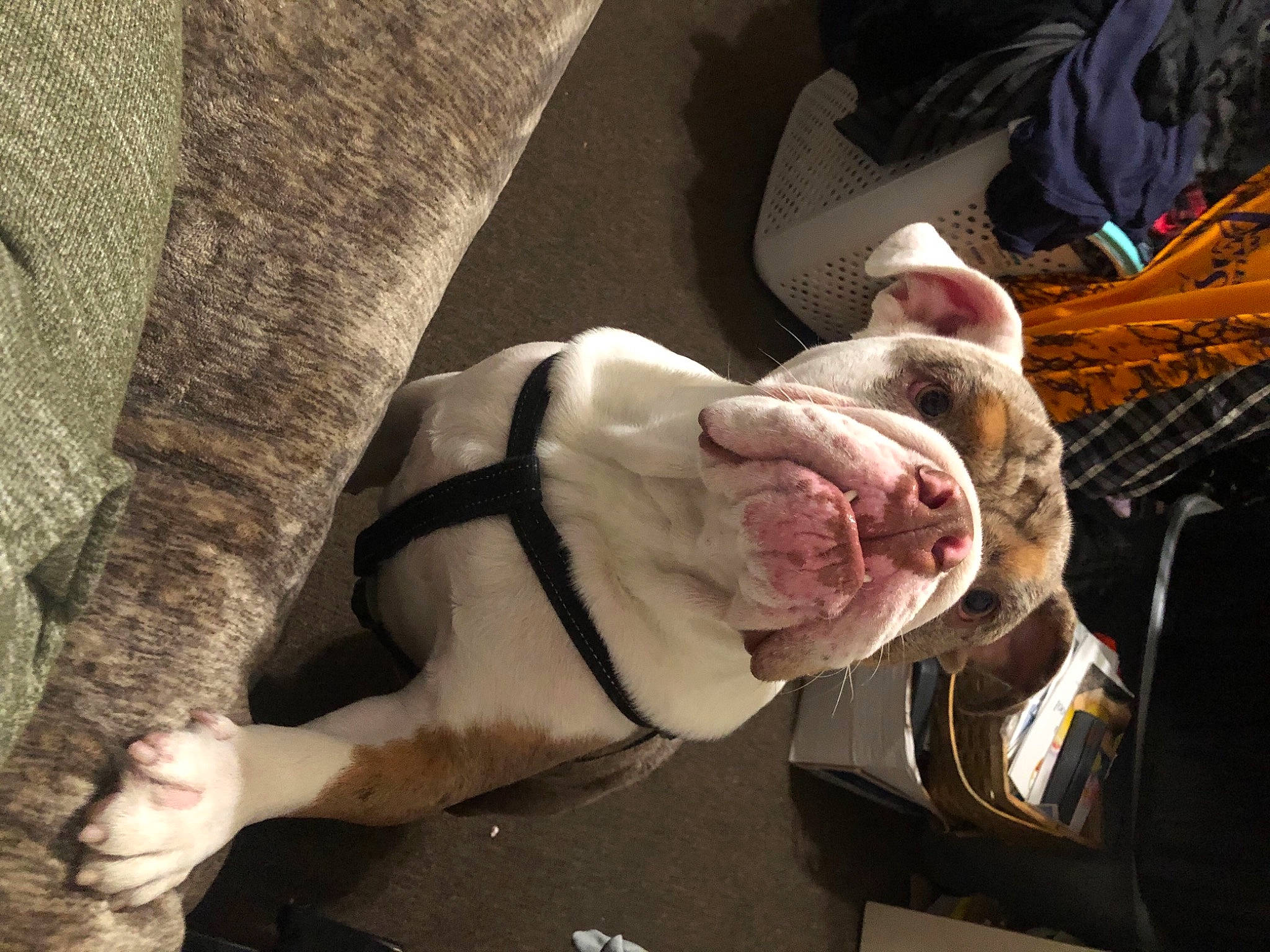 Lukas joined the competition — help win amazing prizes! bull_terrier, carnivore, comfort, companion_dog, dog, dog_breed, elbow, fawn, flesh, food, foot, fur, human_leg, ingredient, knee, nail, snout, whiskers, wood, wrinkle