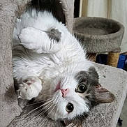 Eila is registered to the contest to win money with this photo: cat, white_cat, gray_cat, pet, animal, indoor, cat_tree, feline, cute, relaxed, upside_down, fur, whiskers, eyes, cozy, home, playful, resting, curious, soft