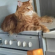 Umea a rejoint le concours — aidez-le/la à gagner de superbes lots ! cat, orange_cat, fluffy, long_hair, stove, kitchen, appliance, feline, pet, domestic_animal, relaxed, resting, indoor, fur, whiskers, animal, mammal, orange_fur, household, countertop
