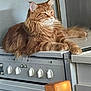 cat, orange_cat, fluffy, long_hair, stove, kitchen, appliance, feline, pet, domestic_animal, relaxed, resting, indoor, fur, whiskers, animal, mammal, orange_fur, household, countertop