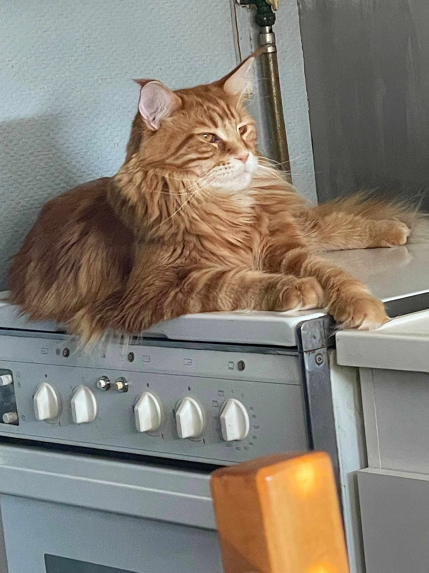Umea a rejoint le concours — aidez-le/la à gagner de superbes lots ! cat, orange_cat, fluffy, long_hair, stove, kitchen, appliance, feline, pet, domestic_animal, relaxed, resting, indoor, fur, whiskers, animal, mammal, orange_fur, household, countertop