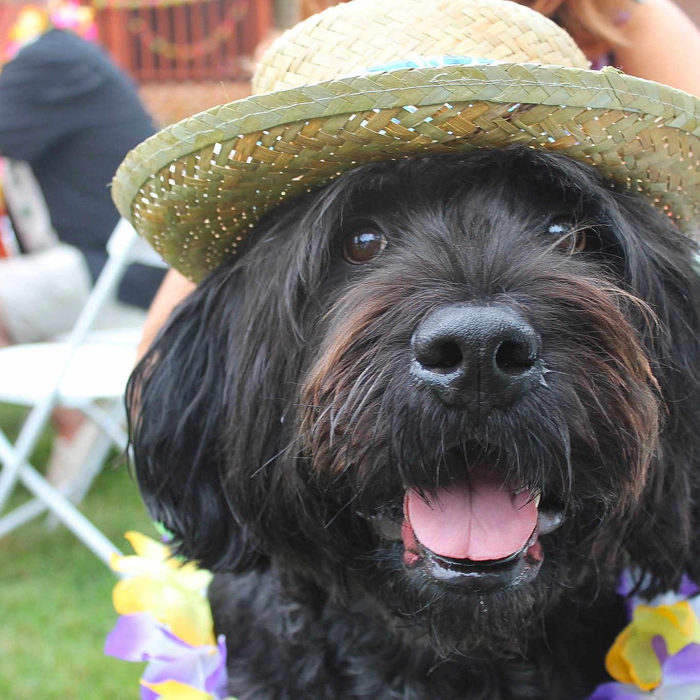 Primo is registered to the contest to win money with this photo: