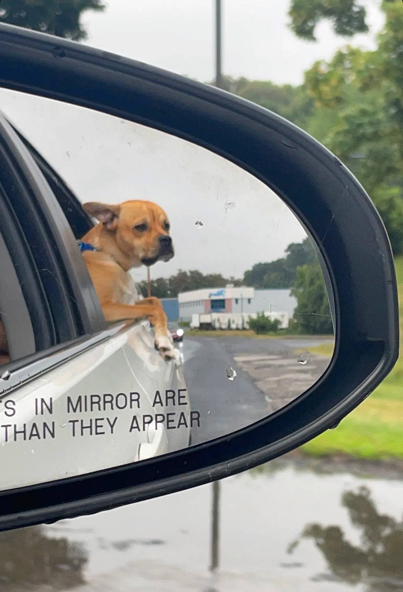 Colby joined the competition — help win amazing prizes! automotive_design, automotive_exterior, automotive_mirror, car, carnivore, companion_dog, dog, dog_breed, eyewear, hood, mirror, mode_of_transport, motor_vehicle, plant, rear_view_mirror, sky, tree, vehicle, vehicle_door, windscreen_wiper