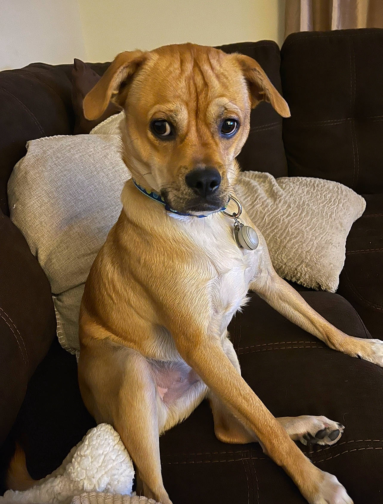 Colby joined the competition — help win amazing prizes! canidae, carnivore, collar, comfort, companion_dog, dog, dog_breed, dog_collar, fawn, fur, hat, non_sporting_group, paw, pet_supply, snout, sporting_group, terrestrial_animal, toy_dog, whiskers, working_animal