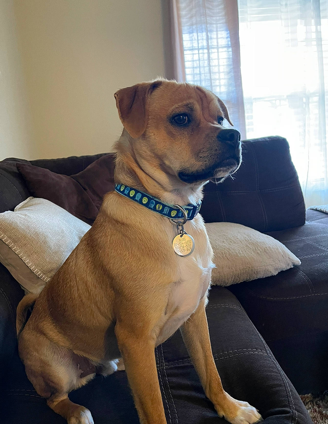 Colby joined the competition — help win amazing prizes! canidae, carnivore, collar, comfort, companion_dog, couch, dog, dog_breed, dog_collar, dog_supply, fawn, guard_dog, leash, liver, pet_supply, snout, sporting_group, whiskers, window, working_animal