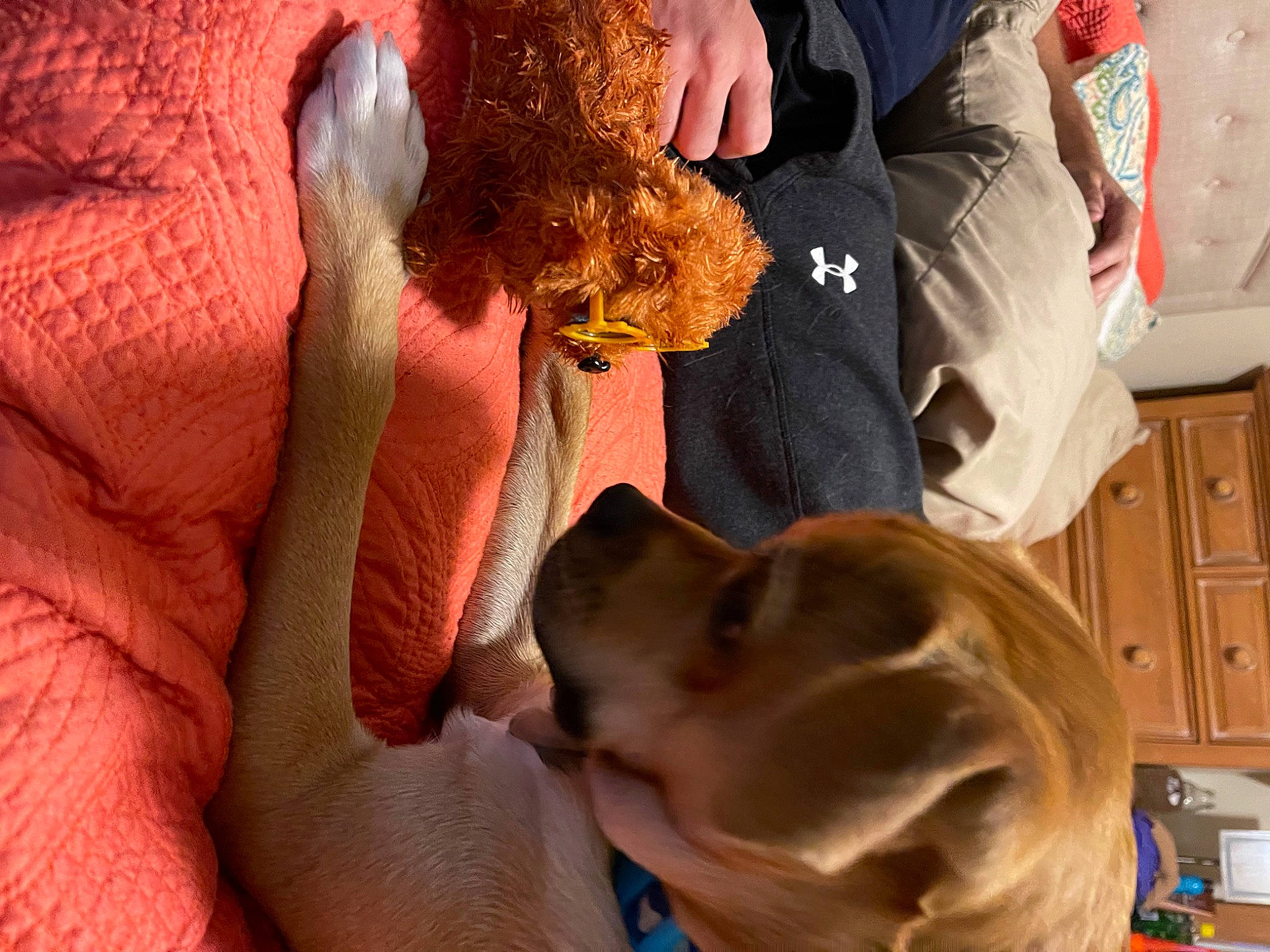 Colby joined the competition — help win amazing prizes! cabinetry, canidae, carnivore, child, comfort, companion_dog, dog, dog_breed, ear, fawn, fur, gesture, guard_dog, mammal, puppy, selfie, sporting_group, vertebrate