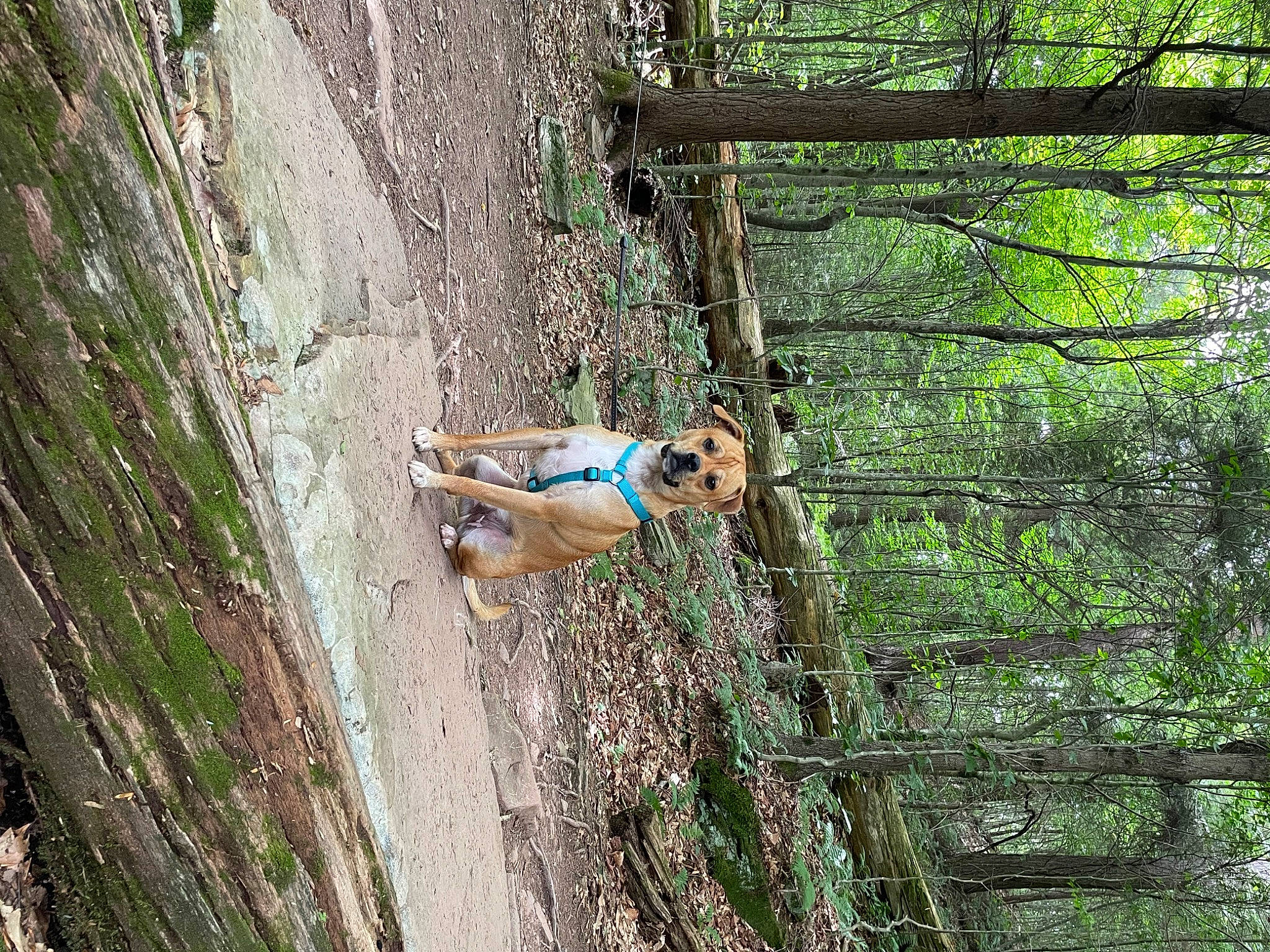 Colby joined the competition — help win amazing prizes! adventure, canidae, carnivore, dog, dog_breed, fawn, forest, fun, grass, jungle, leisure, plant, recreation, slope, soil, sporting_group, tree, trunk, wildlife, wood