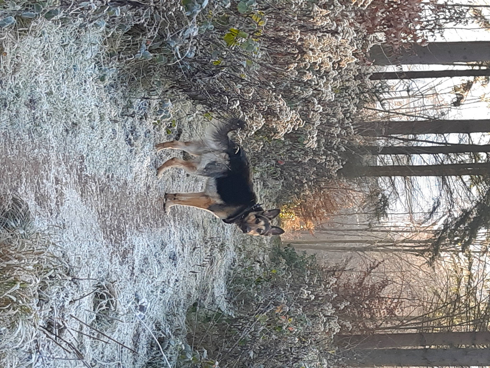 Ares participe au concours pour gagner de l'argent avec cette photo : forest, freezing, frost, fur, grass, landscape, natural_landscape, people_in_nature, plant, recreation, reflection, tints_and_shades, tree, trunk, twig, watercourse, wildlife, winter, wood, woodland