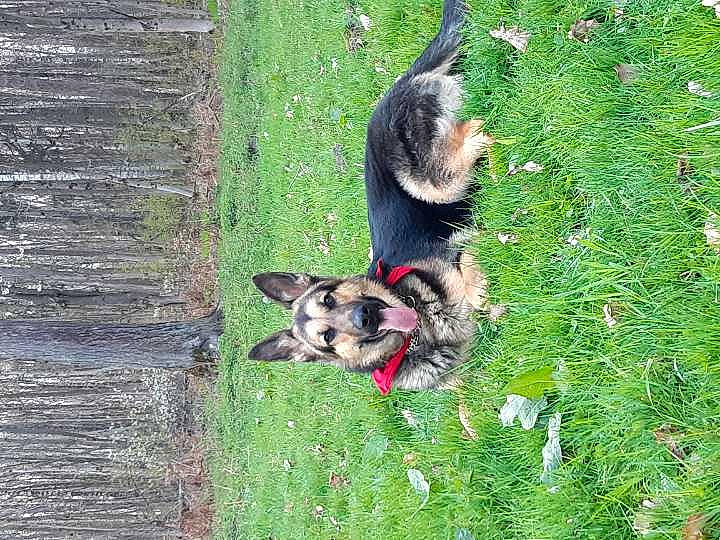 Ares participe au concours pour gagner de l'argent avec cette photo : canidae, carnivore, companion_dog, dog, dog_breed, dog_supply, east_european_shepherd, grass, groundcover, herding_dog, king_shepherd, old_german_shepherd_dog, pet_supply, plant, sporting_group, tail, wood, working_animal, working_dog