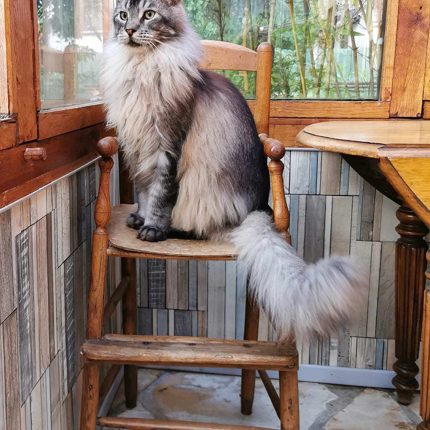 Saphir participe au concours pour gagner de l'argent avec cette photo : angora, animal, armchair, barstool, cat, chair, diningtable, furniture, hardwood, indoors, interiordesign, kitten, path, pet, plywood, table, walkway, window, windowsill, wood