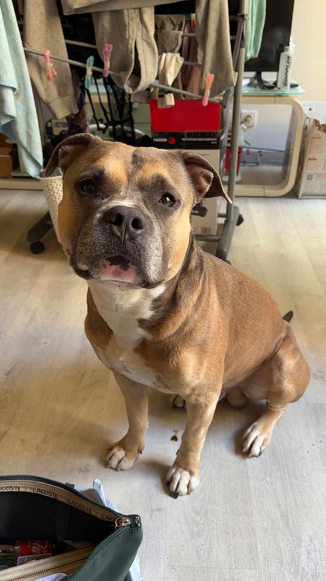 Guizmo a rejoint le concours — aidez-le/la à gagner de superbes lots ! dog, pet, brown_fur, sitting, indoor, portrait, looking_up, paws, nose, whiskers, wood_floor, laundry_rack, clothes, clothespins, bag, home_interior, expression, close_up, companion, medium_sized_dog