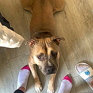 Guizmo a rejoint le concours — aidez-le/la à gagner de superbes lots ! dog, pet, brown_dog, pitbull_type, indoor, wooden_floor, top_down_view, looking_up, paws, front_legs, tail, ears, eyes, muzzle, person_feet, socks, slippers, flooring, curious_expression, companion