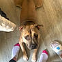dog, pet, brown_dog, pitbull_type, indoor, wooden_floor, top_down_view, looking_up, paws, front_legs, tail, ears, eyes, muzzle, person_feet, socks, slippers, flooring, curious_expression, companion