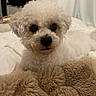 Mai is registered to the contest to win money with this photo: dog, pet, fluffy, white, curly_fur, blanket, indoor, bedroom, cute, animal, close_up, soft_texture, resting, companion, domestic_animal, cozy, fur, looking_at_camera, small_dog, curious