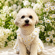 Mai is registered to the contest to win money with this photo: dog, white_dog, curly_fur, pet, dress, daisy_pattern, flowers, white_flowers, yellow_centers, garden, outdoor, cute, sitting, portrait, fluffy, animal, nature, sunlight, happy, smiling