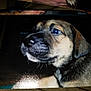 Prancer joined the competition — help win amazing prizes! carnivoran, dog, dog_breed, dog_breed_group, dog_like_mammal, puppy, snout, street_dog, whiskers