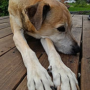 Prancer is registered to the contest to win money with this photo: dog, dog_breed, dog_breed_group, dog_like_mammal, fur, snout, street_dog