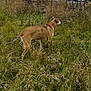 Prancer is registered to the contest to win money with this photo: dog_like_mammal, ecosystem, fauna, field, galgo_espanol, grass, grass_family, greyhound, meadow, pasture, prairie, sighthound, whippet, wildlife