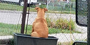 Vixen is registered to the contest to win money with this photo: dog, dog_breed_group, dog_like_mammal, fence, grass, kennel, outdoor_structure, sporting_group