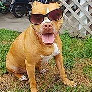 Vixen is registered to the contest to win money with this photo: american_bulldog, american_pit_bull_terrier, american_staffordshire_terrier, bulldog, carnivoran, dog, dog_breed, dog_breed_group, dog_like_mammal, fawn, grass, old_english_bulldog, olde_english_bulldogge, pit_bull, renascence_bulldogge, snout, toy_bulldog