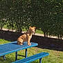 Vixen is registered to the contest to win money with this photo: backyard, bench, dog_like_mammal, fauna, garden, grass, grass_family, landscape, lawn, leisure, outdoor_furniture, outdoor_structure, plant, play, tree, wildlife, yard