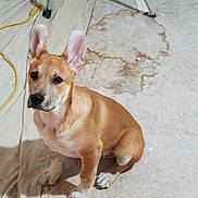 Rhue Anthony joined the competition — help win amazing prizes! carnivoran, carolina_dog, dog, dog_breed, dog_breed_group, dog_like_mammal, fawn, snout, street_dog
