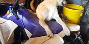 Rhue Anthony is registered to the contest to win money with this photo: dog, dog_like_mammal