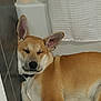 Rhue Anthony is registered to the contest to win money with this photo: canaan_dog, carnivoran, carolina_dog, dog, dog_breed, dog_breed_group, dog_like_mammal, pariah_dog, snout, street_dog