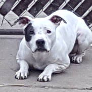 Abby Marie Edwards is registered to the contest to win money with this photo: american_bulldog, american_pit_bull_terrier, american_staffordshire_terrier, australian_bulldog, bulldog, carnivoran, dog, dog_breed, dog_breed_group, dog_like_mammal, dogo_argentino, dogo_guatemalteco, non_sporting_group, olde_english_bulldogge, pit_bull, snout, staffordshire_bull_terrier, toy_bulldog, valley_bulldog