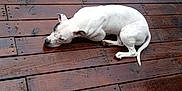 Abby Marie Edwards is registered to the contest to win money with this photo: bull_terrier, carnivoran, dog, dog_breed, dog_like_mammal, dogo_argentino, dogo_guatemalteco, non_sporting_group, snout