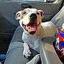 Abby Marie Edwards joined the competition — help win amazing prizes! american_bulldog, american_pit_bull_terrier, american_staffordshire_terrier, bull_terrier, car, carnivoran, dog, dog_breed, dog_breed_group, dog_like_mammal, non_sporting_group, pit_bull, snout