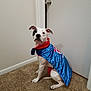 Abby Marie Edwards is registered to the contest to win money with this photo: carnivoran, dog, dog_breed, dog_clothes, dog_like_mammal, flooring, italian_greyhound, non_sporting_group, snout