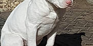 Sky Baby is registered to the contest to win money with this photo: american_pit_bull_terrier, american_staffordshire_terrier, bull_and_terrier, bull_terrier, bull_terrier_miniature, carnivoran, dog, dog_breed, dog_breed_group, dog_like_mammal, dogo_argentino, dogo_guatemalteco, gull_dong, gull_terr, mammal, non_sporting_group, old_english_terrier, pit_bull, rare_breed_dog