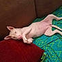 Sky Baby joined the competition — help win amazing prizes! bull_terrier, bull_terrier_miniature, carnivoran, dog, dog_breed, dog_breed_group, dog_like_mammal, dogo_argentino, fawn, mammal, non_sporting_group, puppy, skin, snout, vertebrate