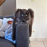 Tao participe au concours pour gagner de l'argent avec cette photo : cat, gray_cat, fluffy, longhaired, pet, animal, sitting, sofa, couch, furniture, indoors, living_room, pillow, blanket, wooden_staircase, wall, light_switch, tile_floor, portrait, blue_eyes