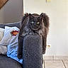 cat, gray_cat, fluffy, longhaired, pet, animal, sitting, sofa, couch, furniture, indoors, living_room, pillow, blanket, wooden_staircase, wall, light_switch, tile_floor, portrait, blue_eyes